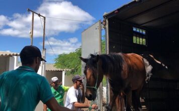 cavalo