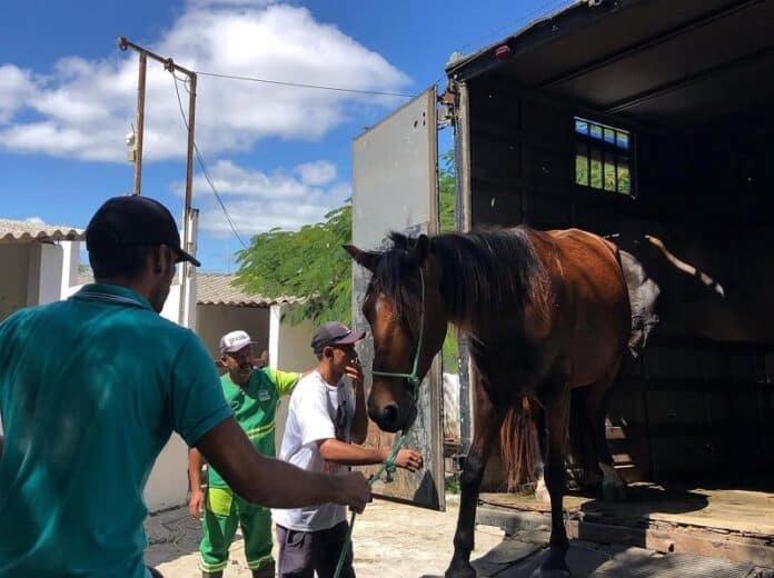cavalo